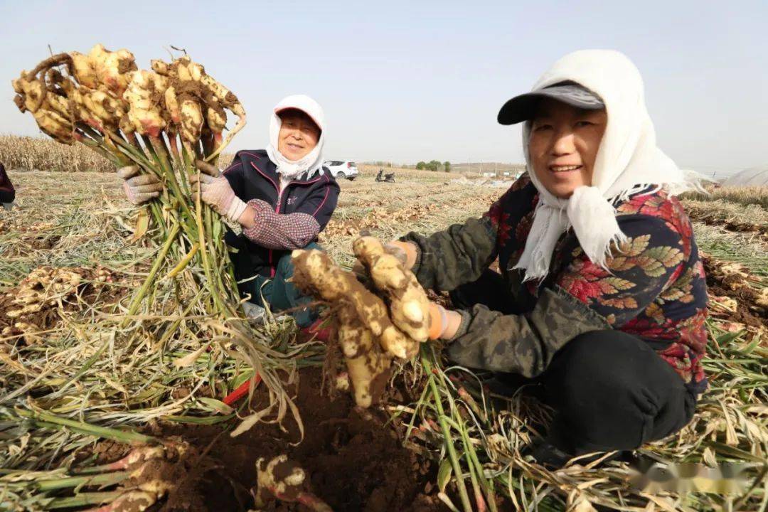 210畝地產200餘萬斤小村種植生薑喜獲豐收