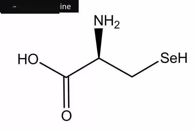 科学故事:第22种氨基酸的发现