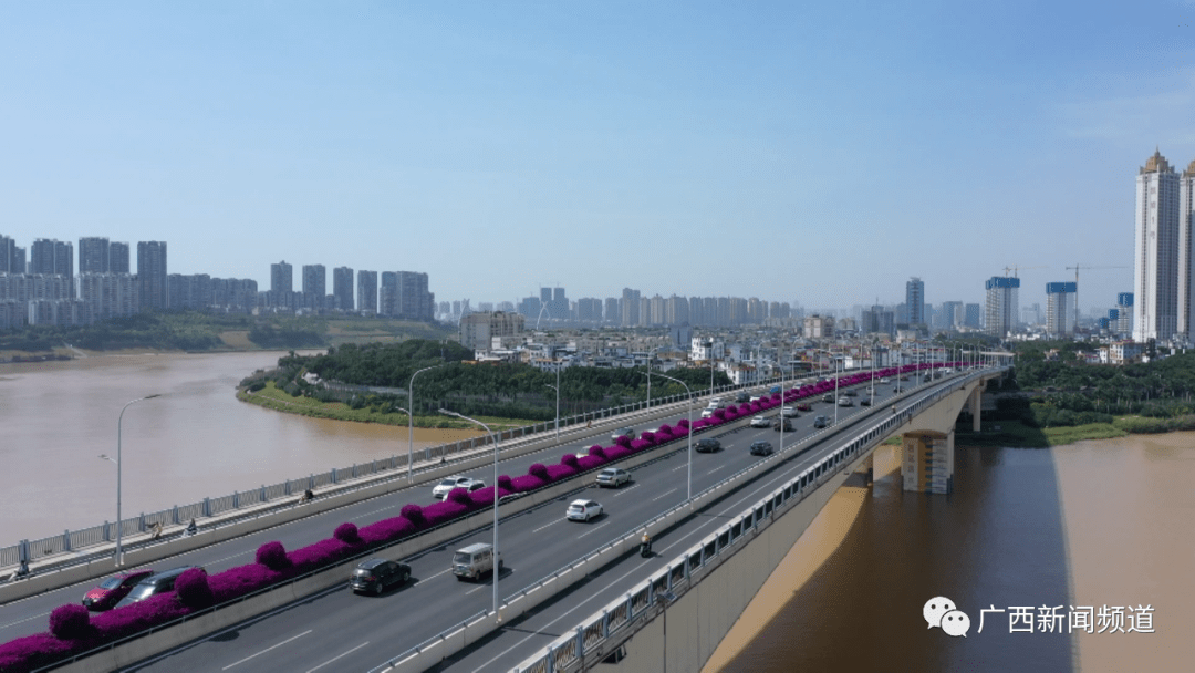 南宁一大桥三角梅霸气怒放网友美出圈