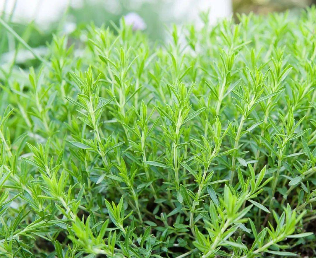 寻艺听香芳香植物展之香草系列二