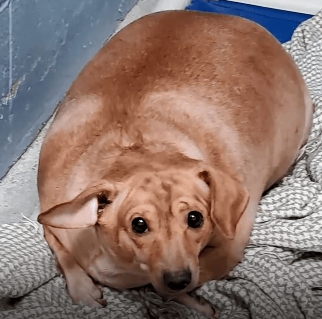 流浪胖到没办法走路的流浪狗遇到一个有爱的小姐姐后重获新生