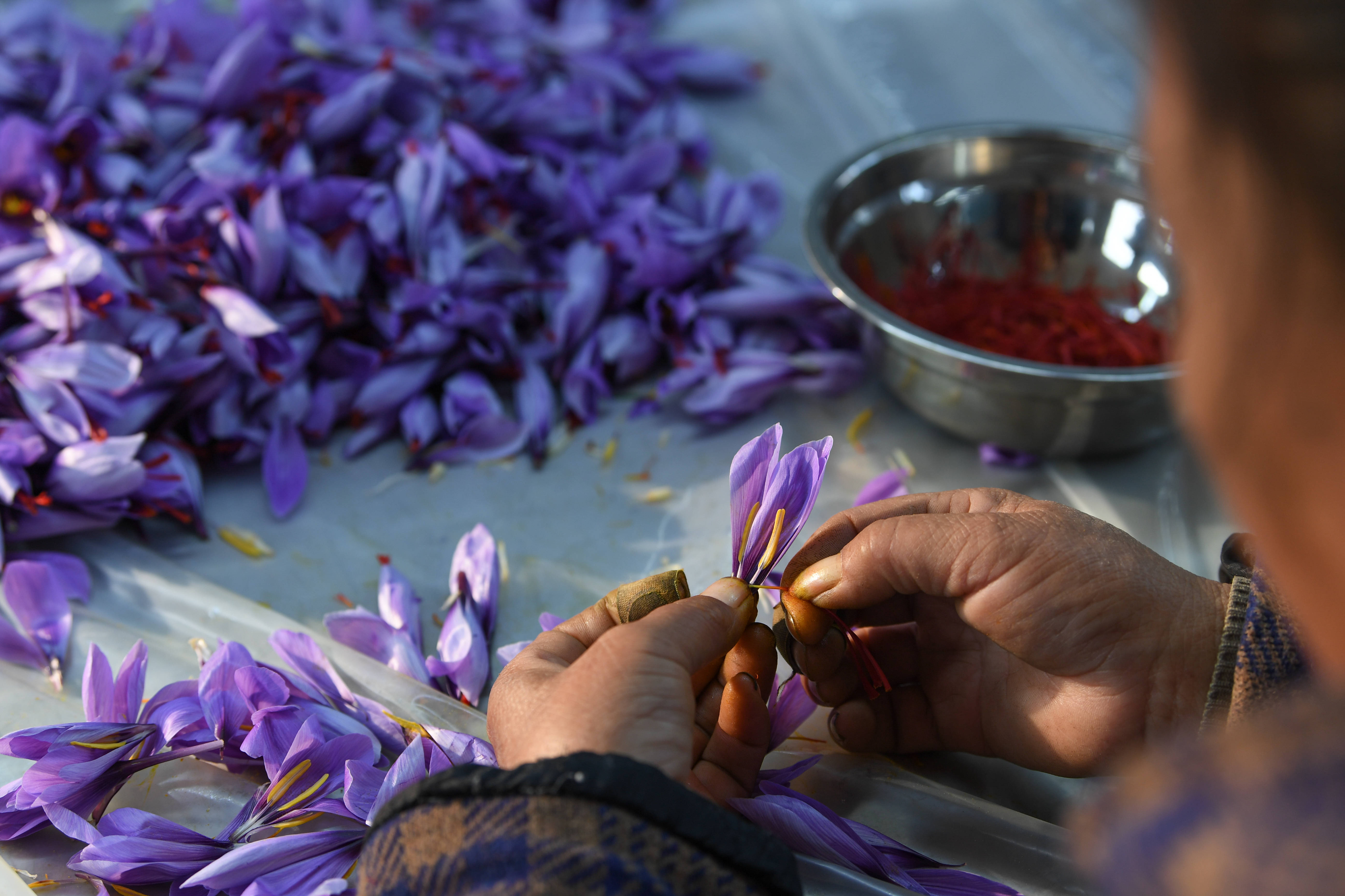 贵州岑巩:西红花开幸福来