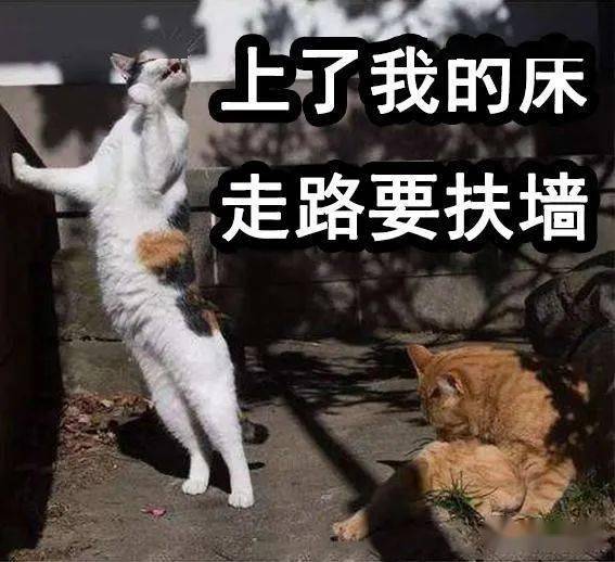 爱不爱?表情包:猫咪与渣女表情包真是绝配啊!