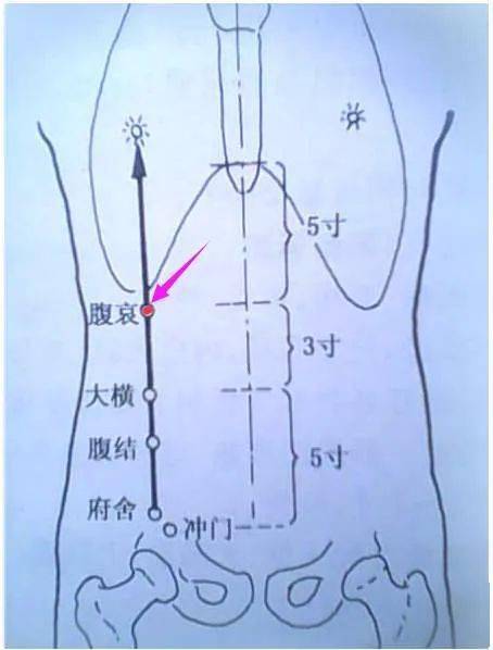 足三里位置_足三里位置及作用_三阴焦位置图和作用足三里