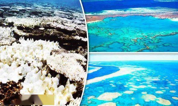 大堡礁失去50%珊瑚礁!澳洲的王冠就将彻底消失!