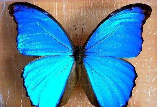 为美神维纳斯的名字,意味着美丽,美观.