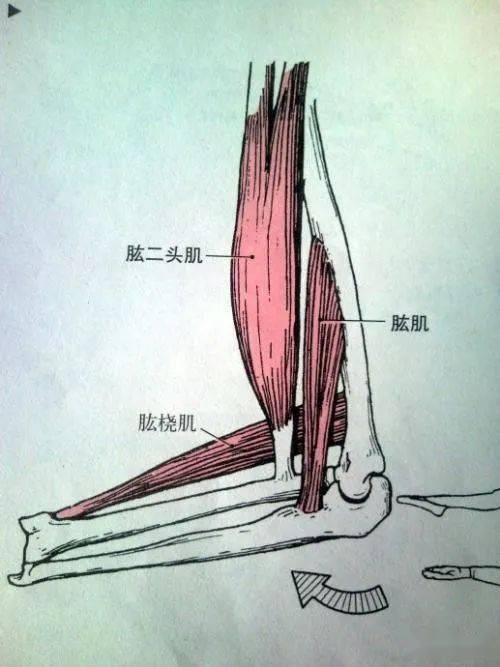 zs补充:肱桡肌能够使肘关节屈曲,还能使前臂从极度旋前位和极度旋后位