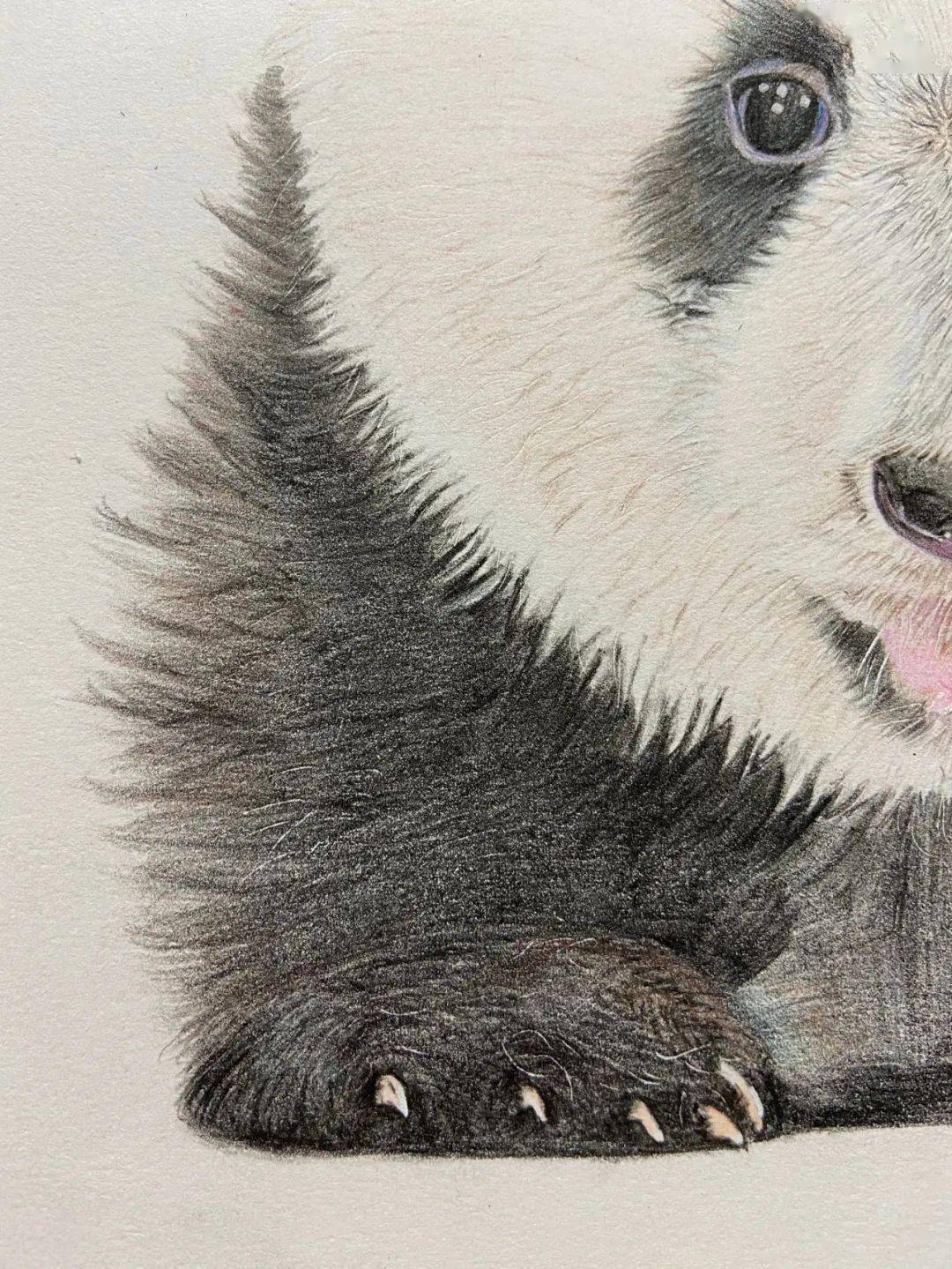 彩铅画图文教程熊猫