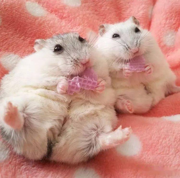 警惕仓鼠也会得糖尿病