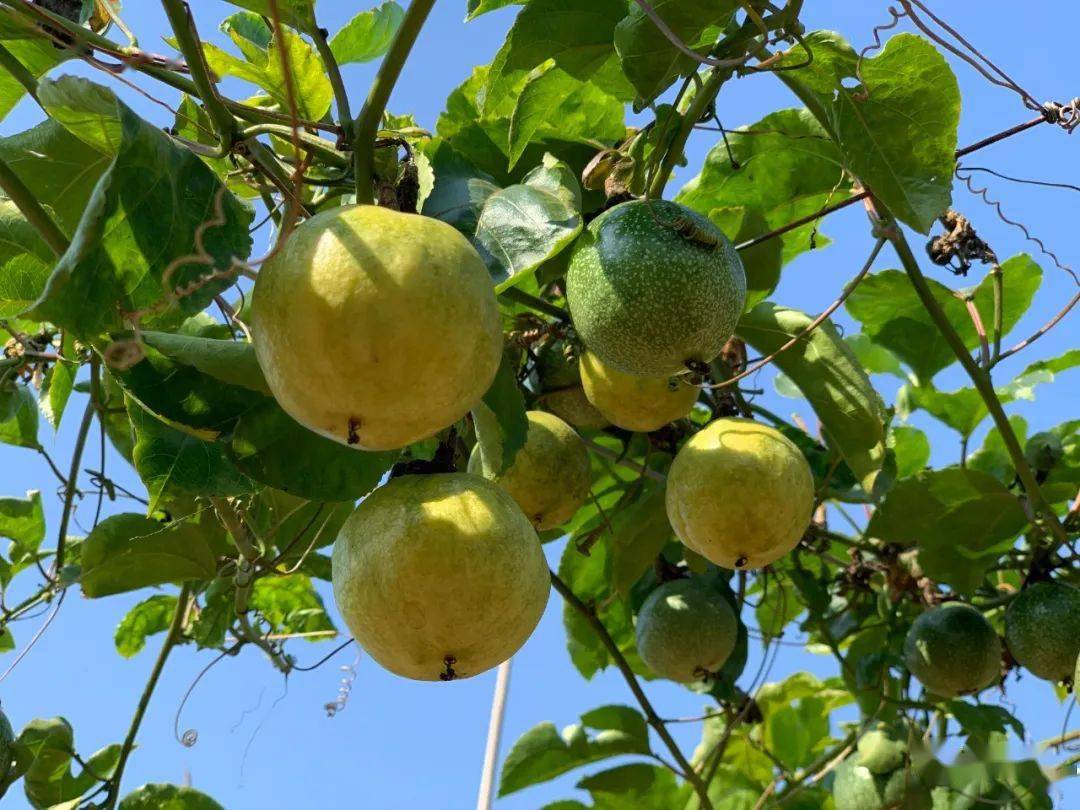 真香台城南坑村有个黄金百香果园果香诱人味道香甜