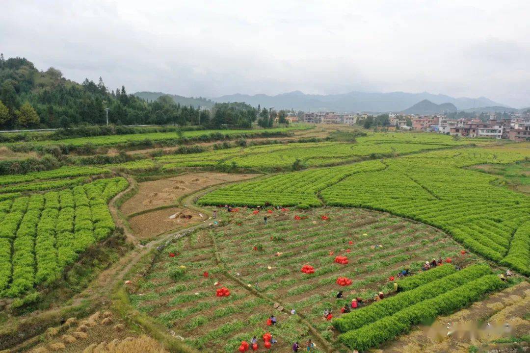 万亩生姜喜获丰收汝城县马桥镇举行第二届生姜文化节