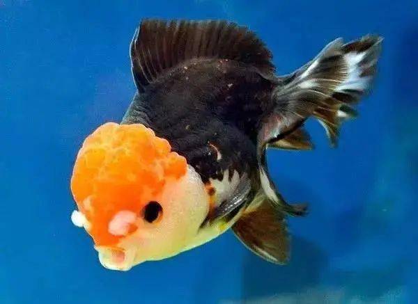 金鱼体表长白毛它怎么了我该怎么办