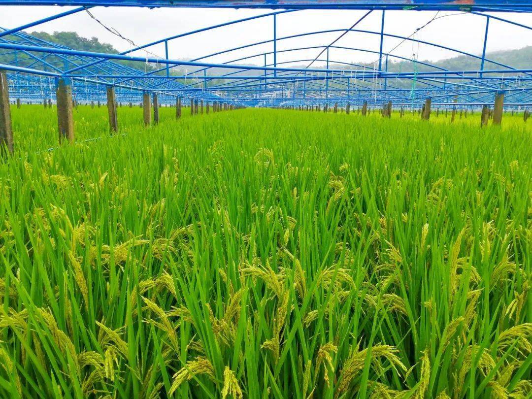 米易县超级稻引袁隆平关注_水稻