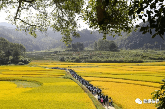 稻花香里说丰年德保足荣镇迎来了这样一批朝气蓬勃的可爱人儿