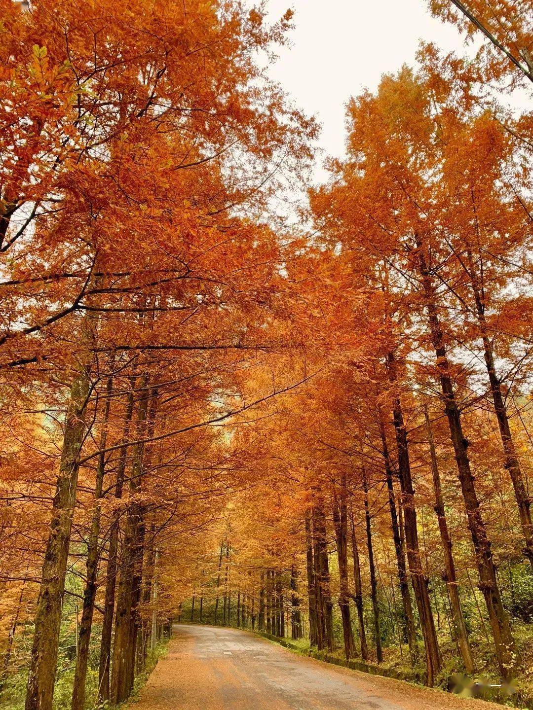 橙黄绯红的深秋——西乡镇巴间的红石梁
