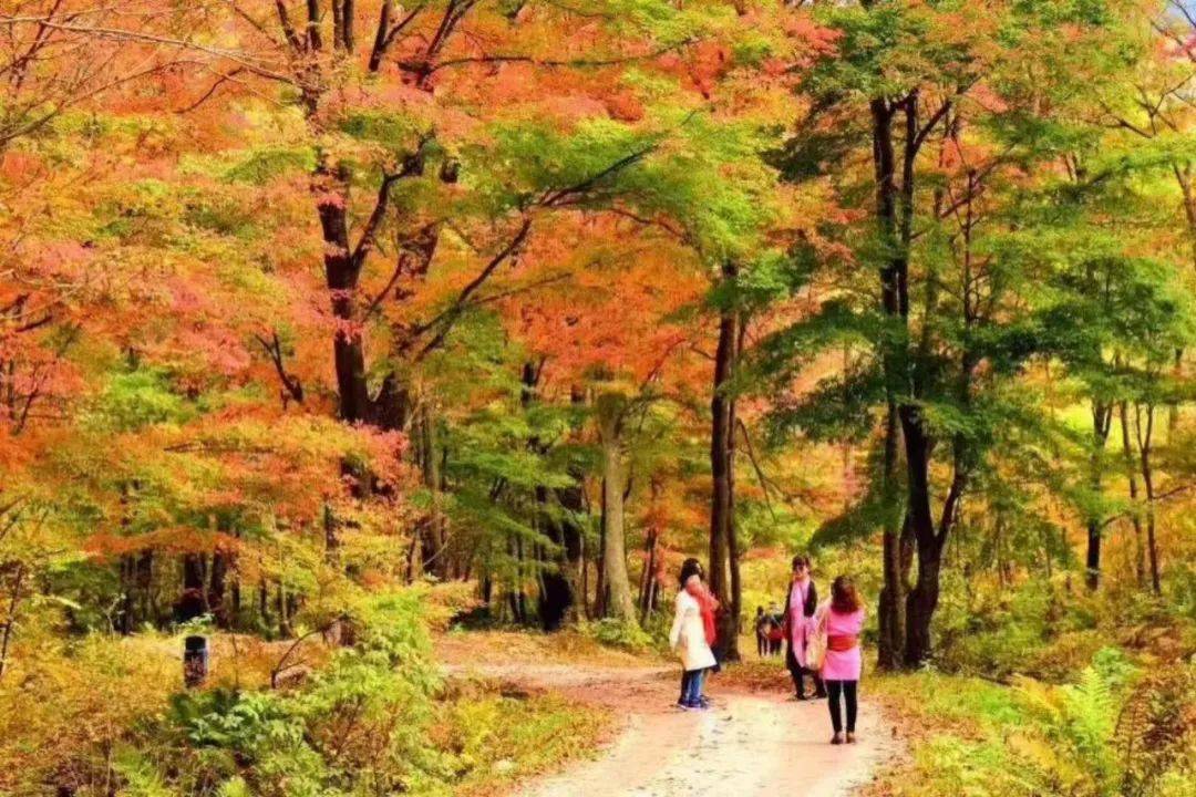 枫情似火相约白山丨秋天的童话之岭上枫林风景区
