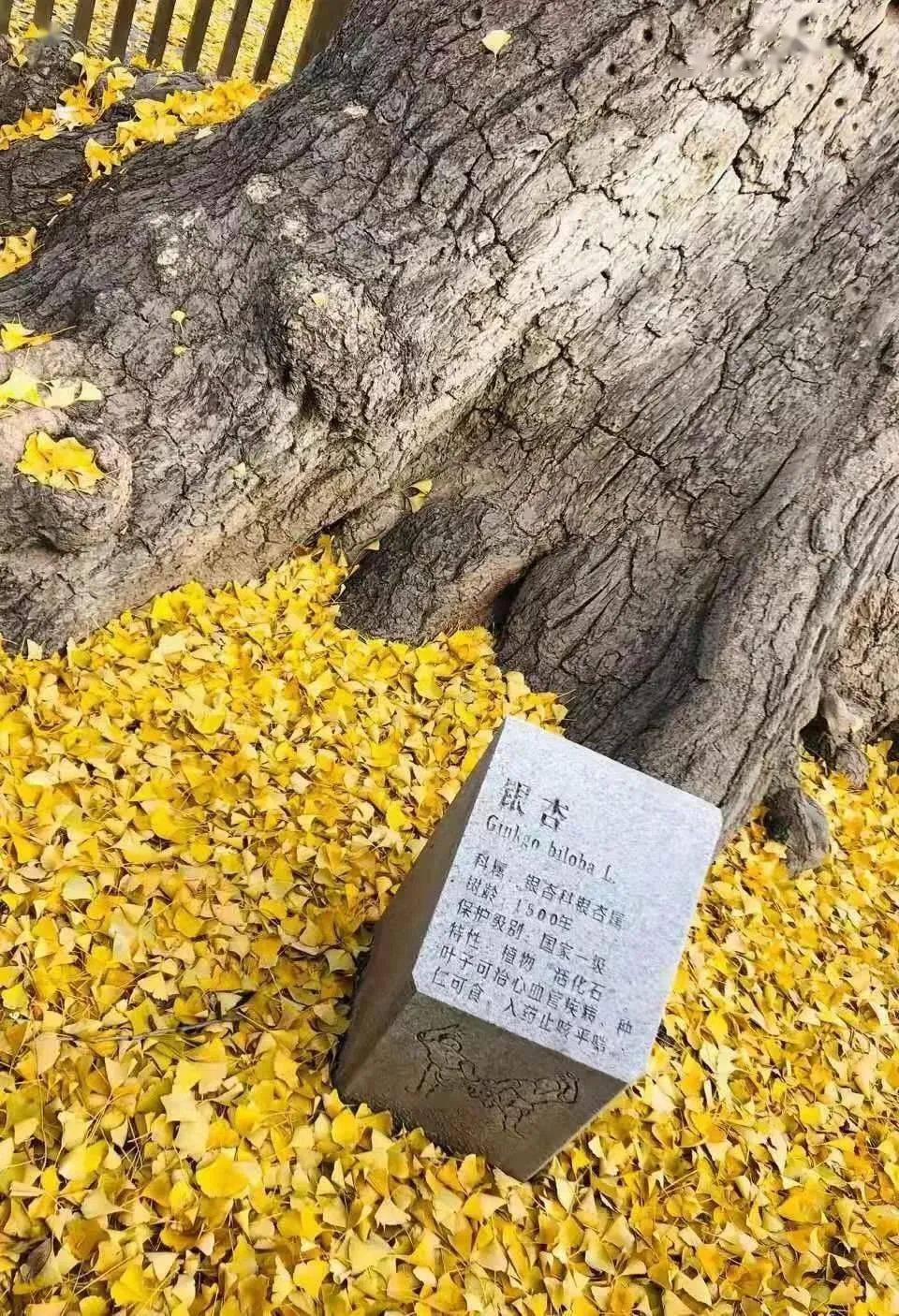 古刹,风来,钟声起红墙,青瓦,黄金叶视频:郝宏杰 杨阳↑↑戳上方数字