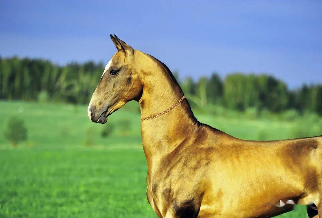 汗血马在合肥滨湖国际会展中心主展馆西四门附近的中国马业协会展位