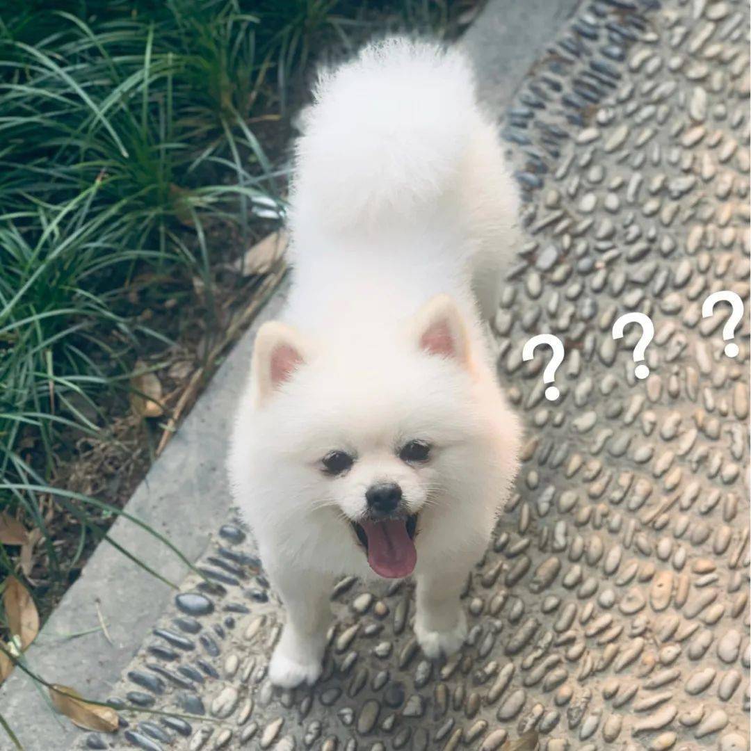 重金寻狗 杭州市拱墅区拱苑路拱苑小区门口丢失博美犬一只_手机搜狐网