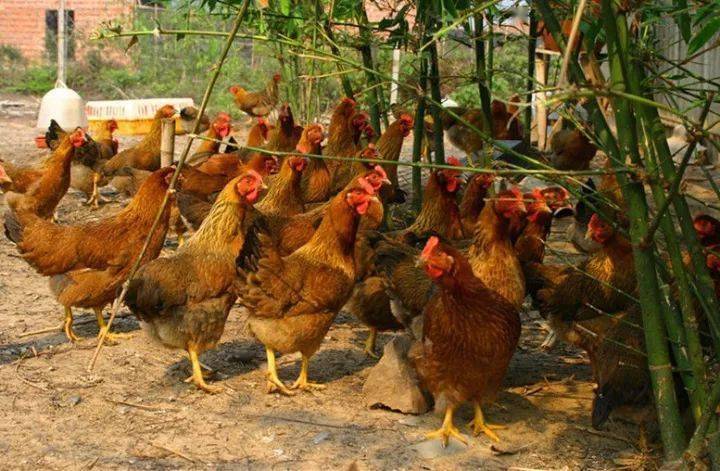 博白这只在荔枝树上长大的鸡上桌前要跳足299分钟钢管舞吃过的都叫绝