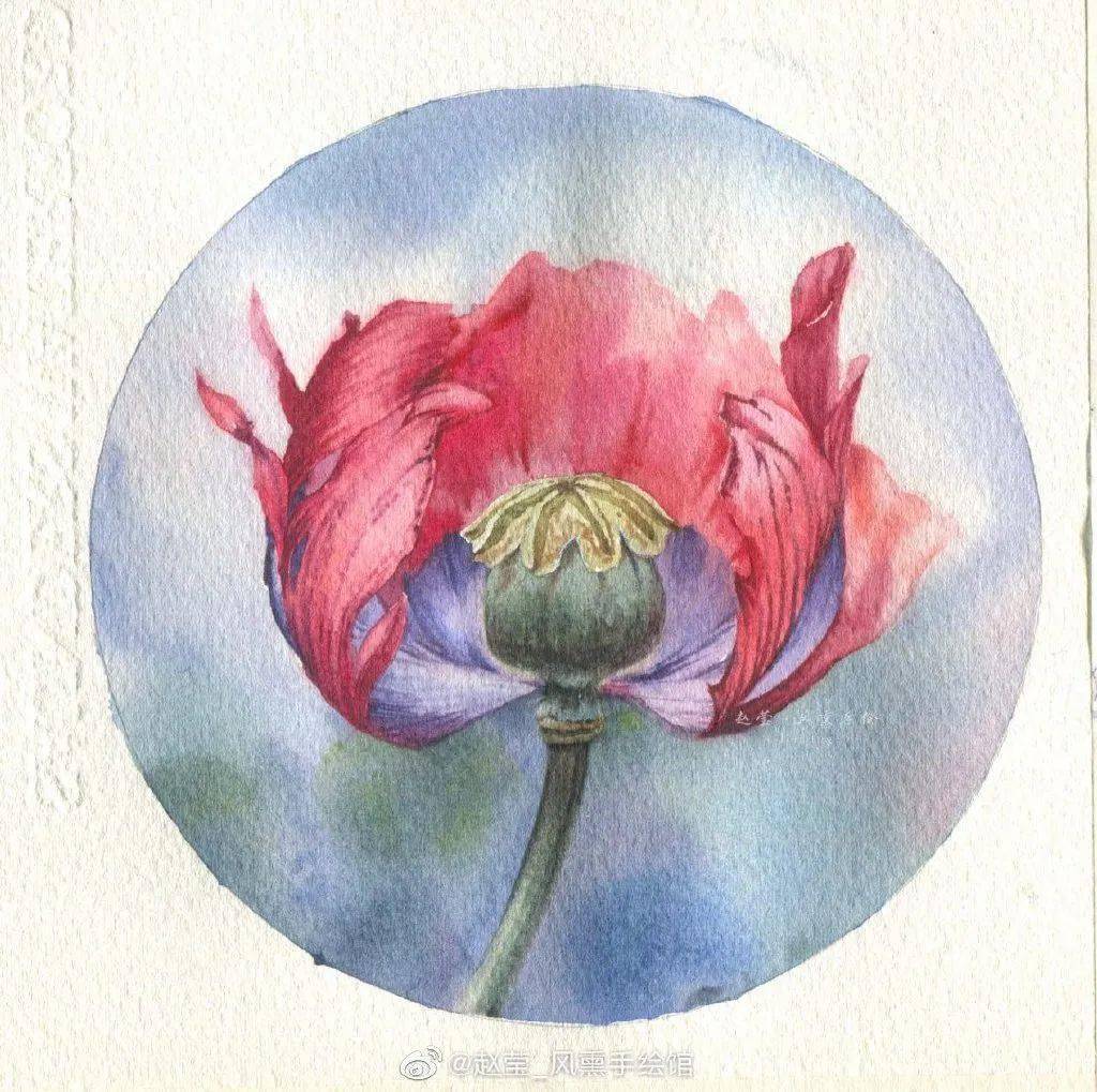 罂粟花简笔画彩色图片