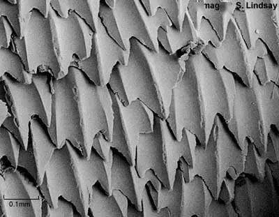 像瓦片一样规则叠盖在鲨鱼皮上[2],而且与鲨鱼牙齿的结构相同,都是由