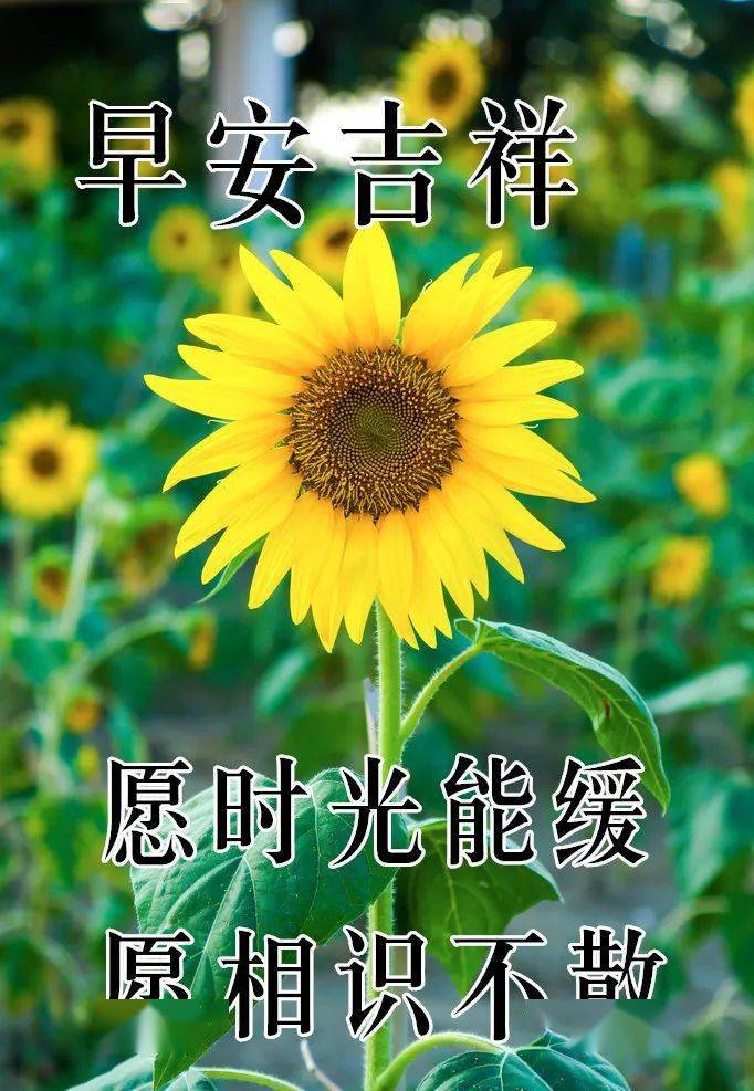 10月31日最漂亮早上好動態表情圖片大全早晨好動圖美圖大全