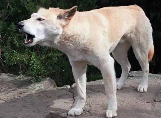 澳洲野犬成災專家建議獵殺後銷往中國