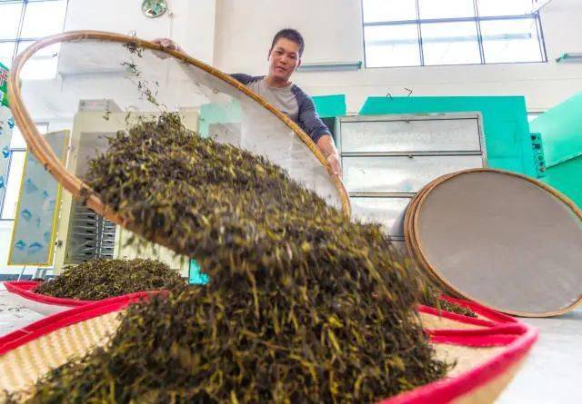 嘉应茶特别报道③ | 梅州大埔:传承极致匠心 打造品质好茶_茶叶