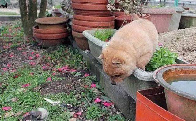 狗狗卖萌"翻车现场",摔倒也不耽误可爱!网友:这是要萌死人吗