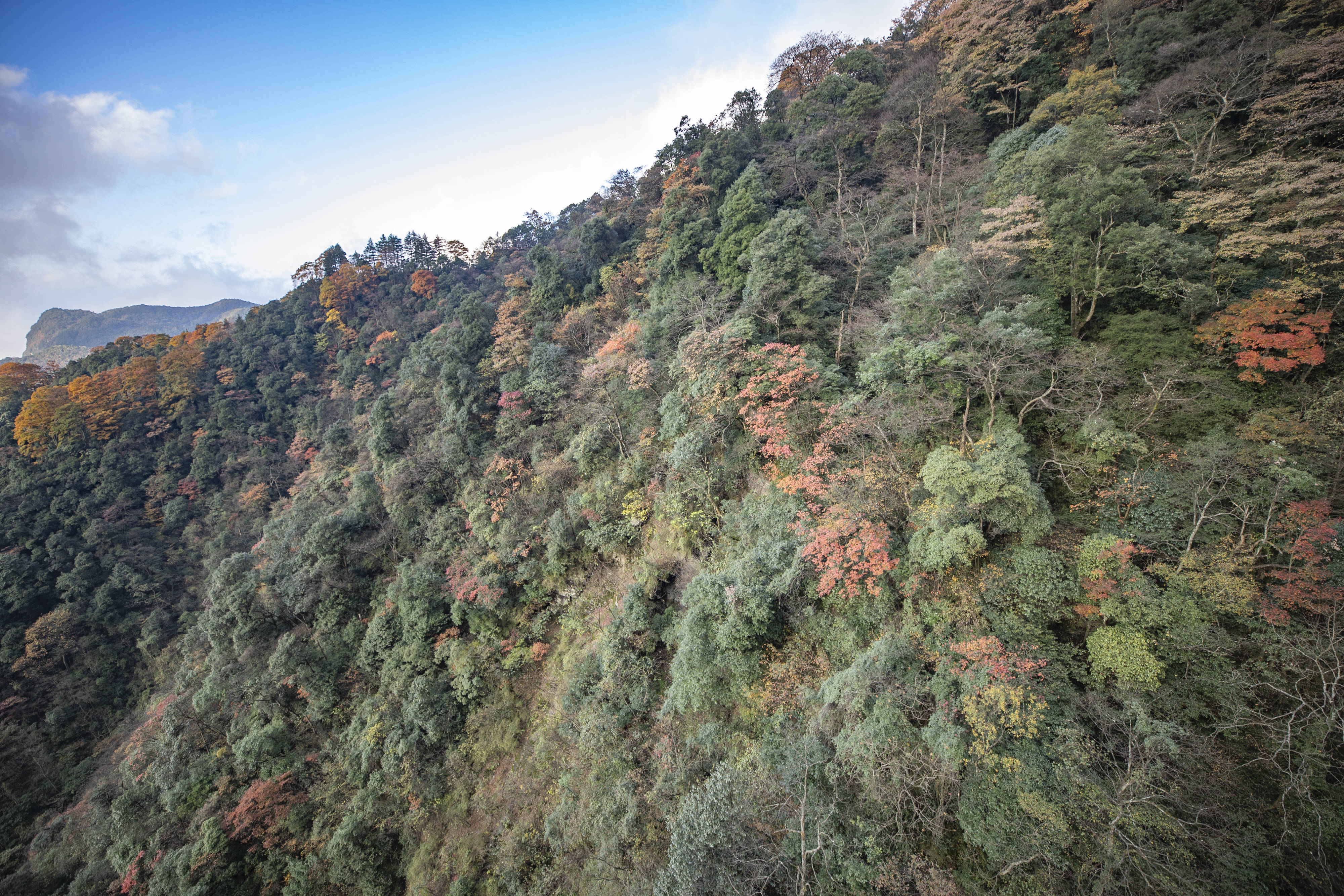 2020年10月31日重庆南川:金佛山上秋意浓这是10月30日在金佛山风景区