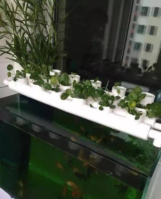 有了植物过滤水道,就不用传统三道过滤了么?