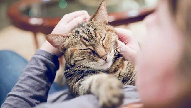 所以可以顺着肩膀重新回到耳朵和下巴周围,此时,你的猫咪可能非常放松