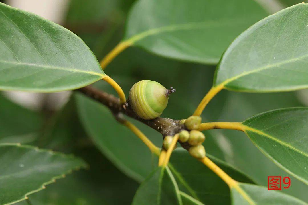 (不是沿柏油路往上走,不然就走错了),可以看到三角枫的果实都已经成熟