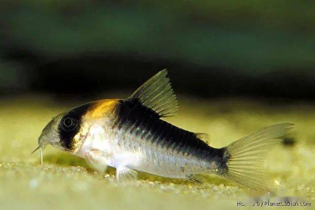 長吻紅頭鼠corydoras imitator黑箭紅頭鼠 corydoras sp.