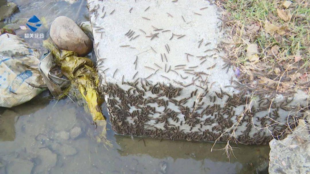 村民向《民生关注》反映,说村子里最近突然出现了大量类似蜈蚣的爬虫