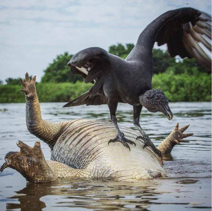 浮肿的凯门鳄.⑩弗罗里达山狮活捉鲨鱼一条.⑨蜂鸟在桃子上搭窝生蛋.