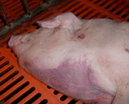 猪肺疫概念图片