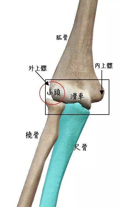 肱骨的桡侧端有个小头让肱桡关节能够做出滑动的动作通常内上髁会比