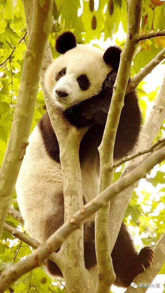 治愈系的萌物心情疲乏时看着它们世界里又多了好多美好