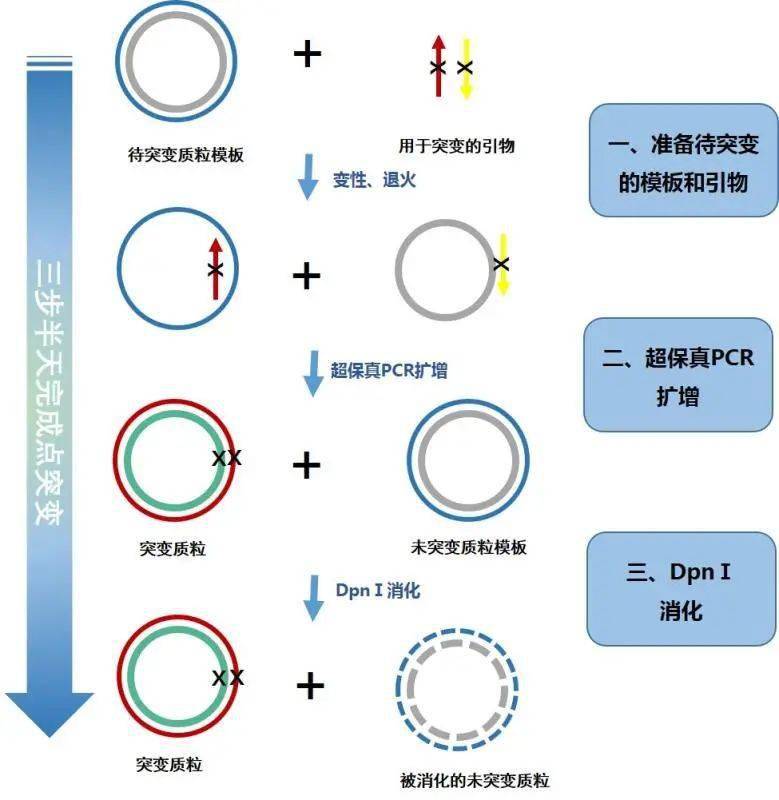 点突变就是这么简单