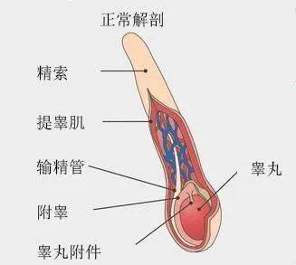 正常阴囊下垂图片