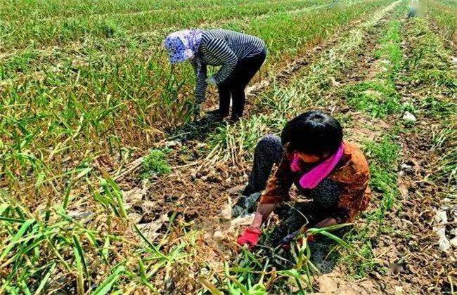 大蒜系列文章之五大蒜追肥要不要