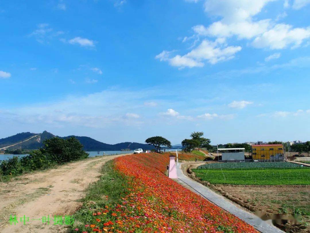 洋光村花堤,风景美如画!_潮州