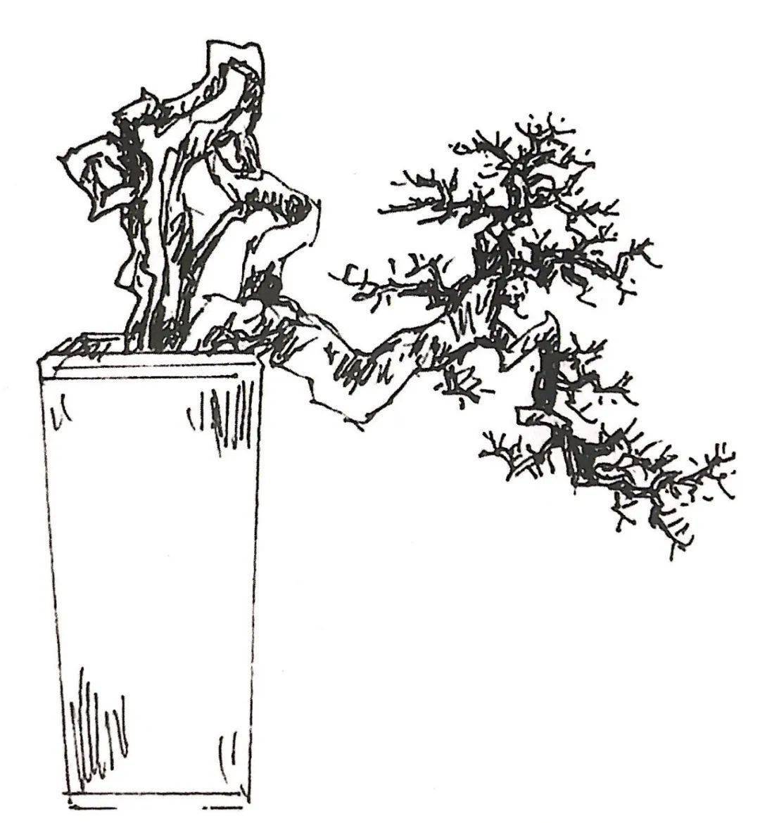 6款山橘盆景设计案例,平凡无奇的桩材竟能造型如此景致!