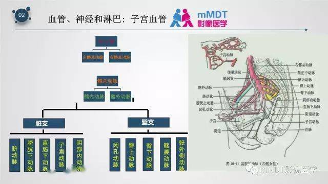 子宮附件影像解剖