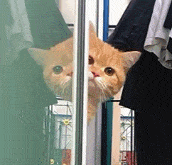 猫咪表情包你成功引起了我的注意