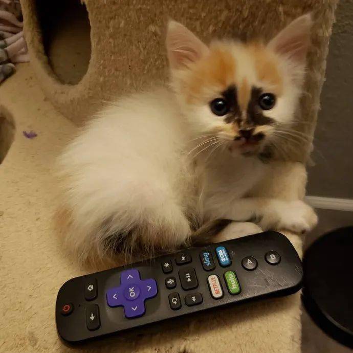 铲屎官家的小奶猫,脸上的花纹太好认了