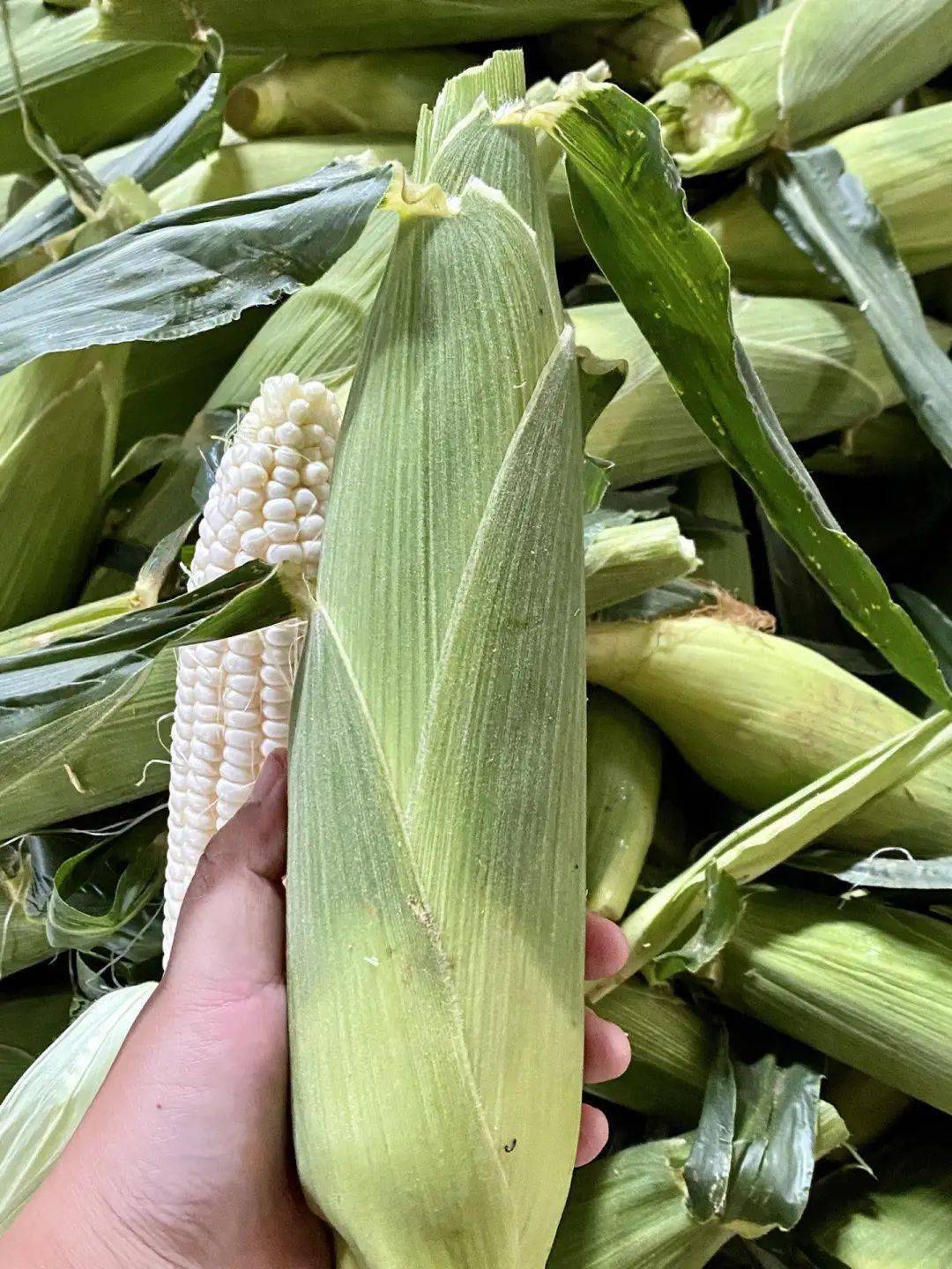 399元抢云南牛奶玉米4斤装玉米界的爱马仕扒皮即可直接生吃的牛奶玉米