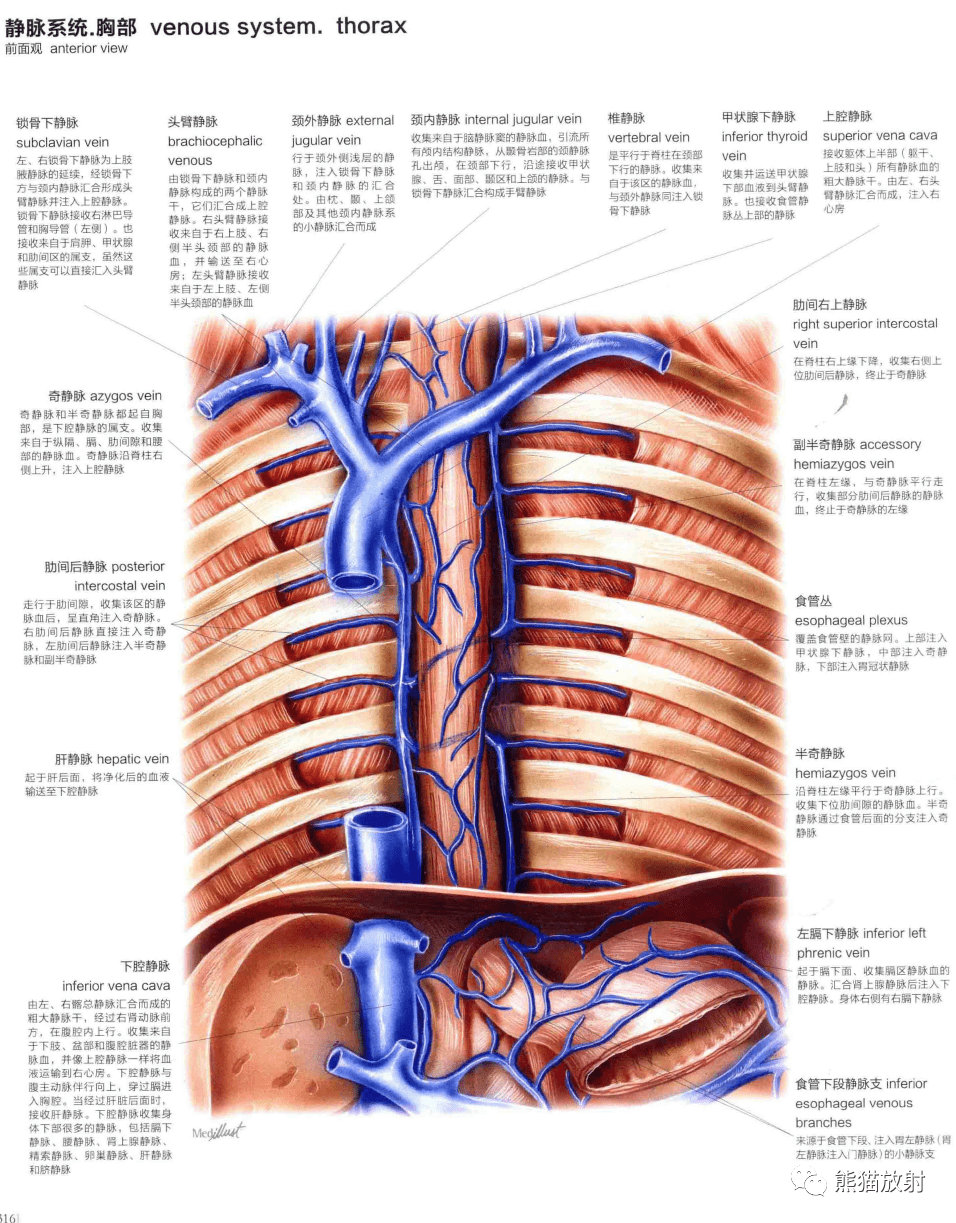内乳静脉图片